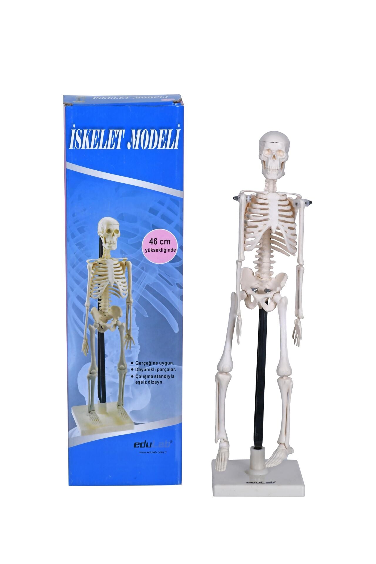 İskelet Sistemi İnsan İskelet Modeli̇ 46 Cm
