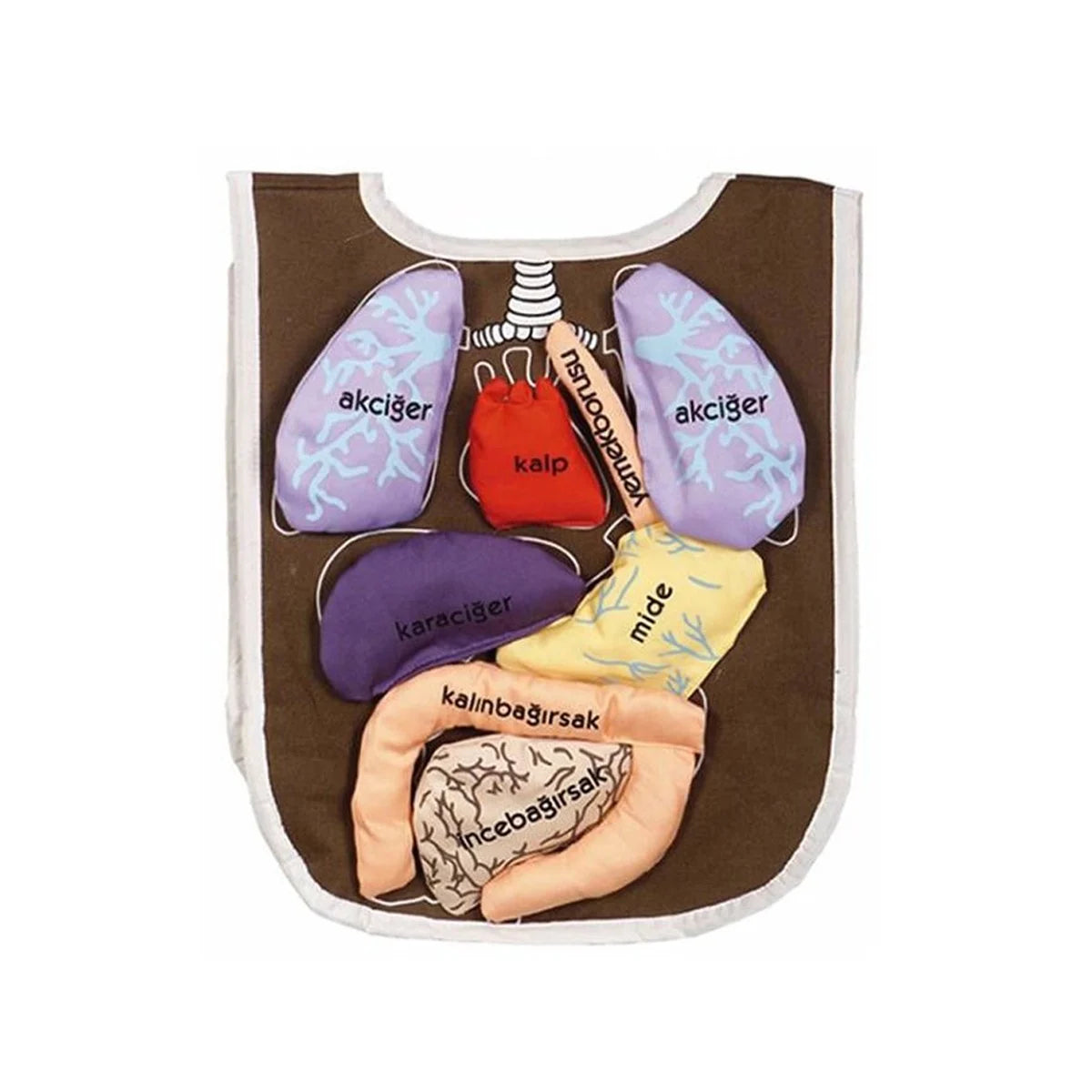Organ Önlüğü – Vücudumuzu Tanıtan İnteraktif Anatomi Yeleği