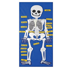 Cırtlı İskelet Pano | 44 Parça Eğitici Anatomi Materyali